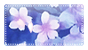 Cherry Blossoms