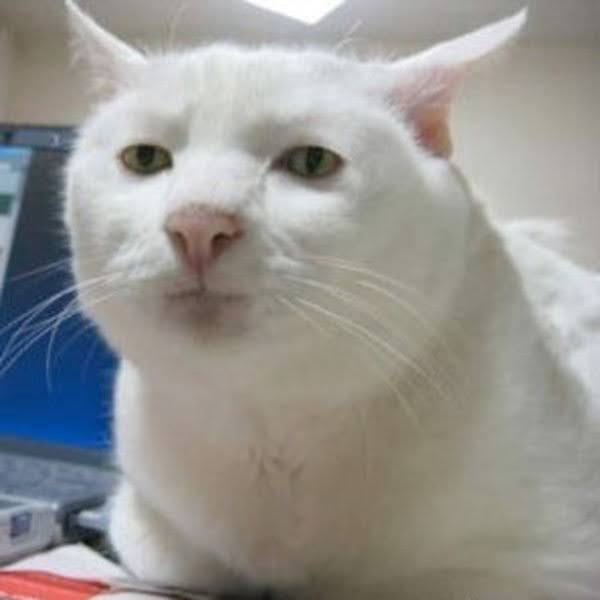 The memetic "Serious Cat", a white cat looking at the camera with a disappointed expression.