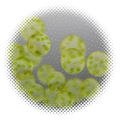 The multicellular green algae Volvox carteri by Armin Hallmann