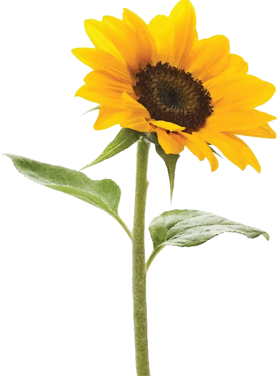 A png image of a sunflower.