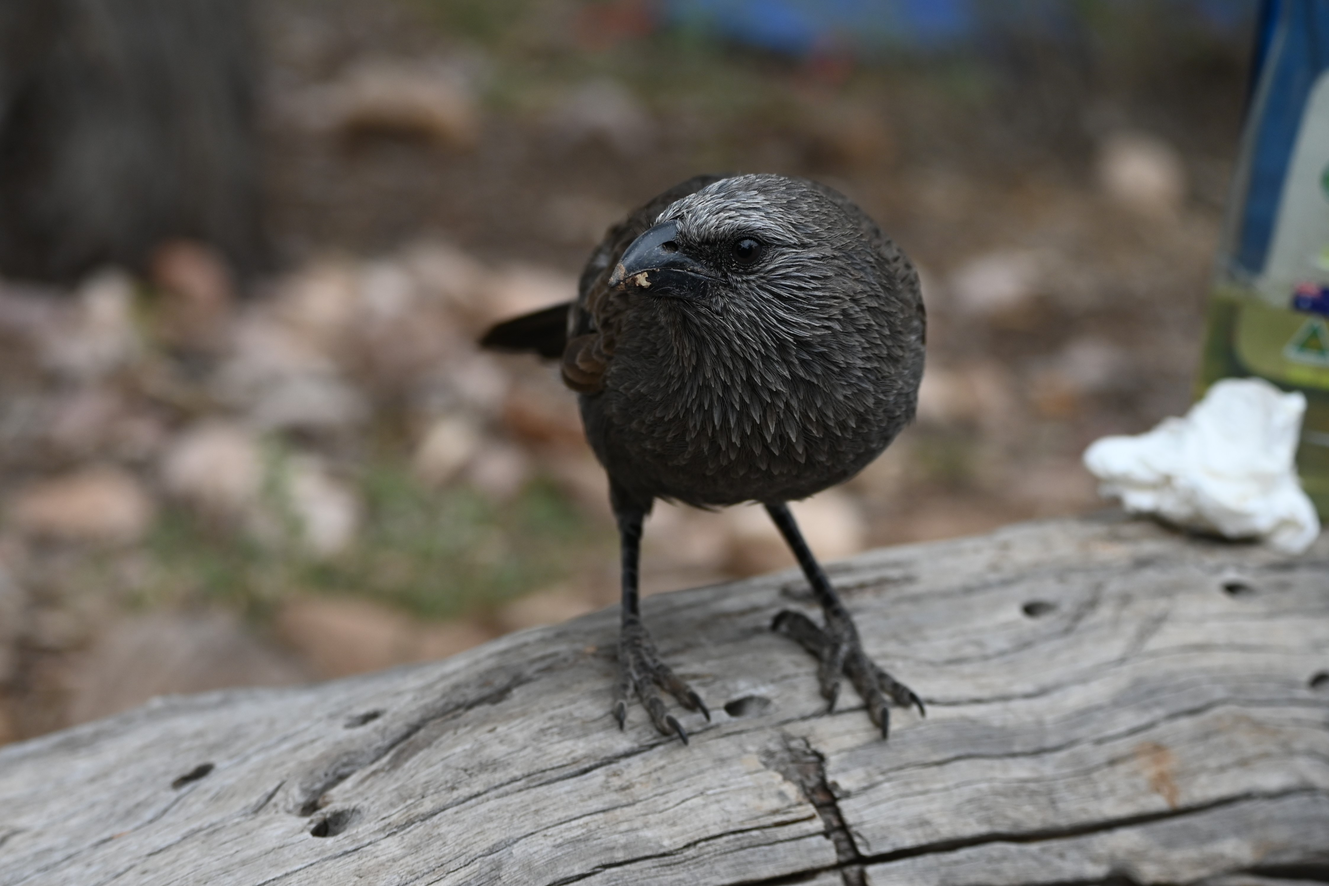 Apostlebird%2002%20-%20Baroota%20Campground.JPG