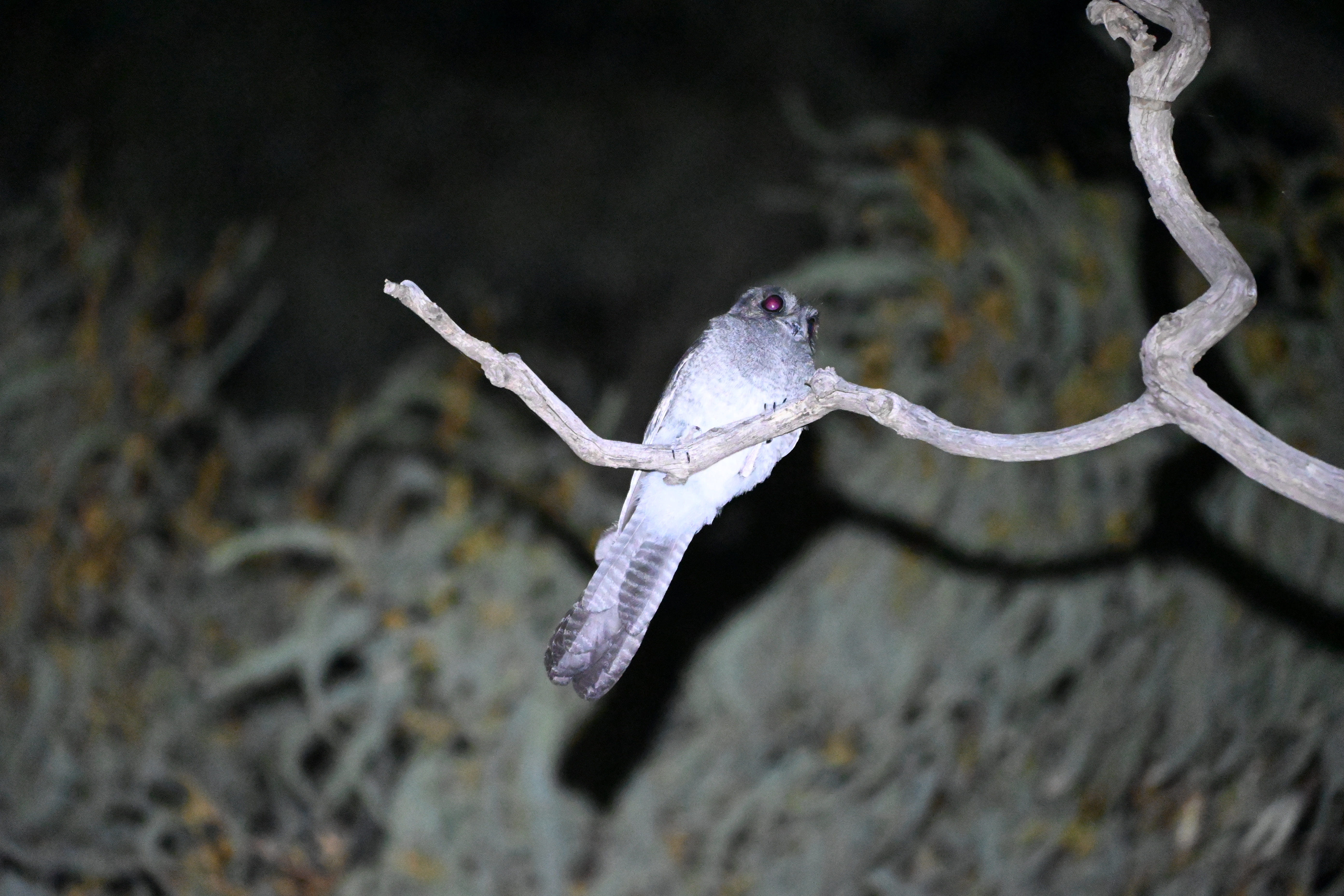 Australian%20Owlet%20Nightjar%2001%20-%20Baroota%20Campground.JPG