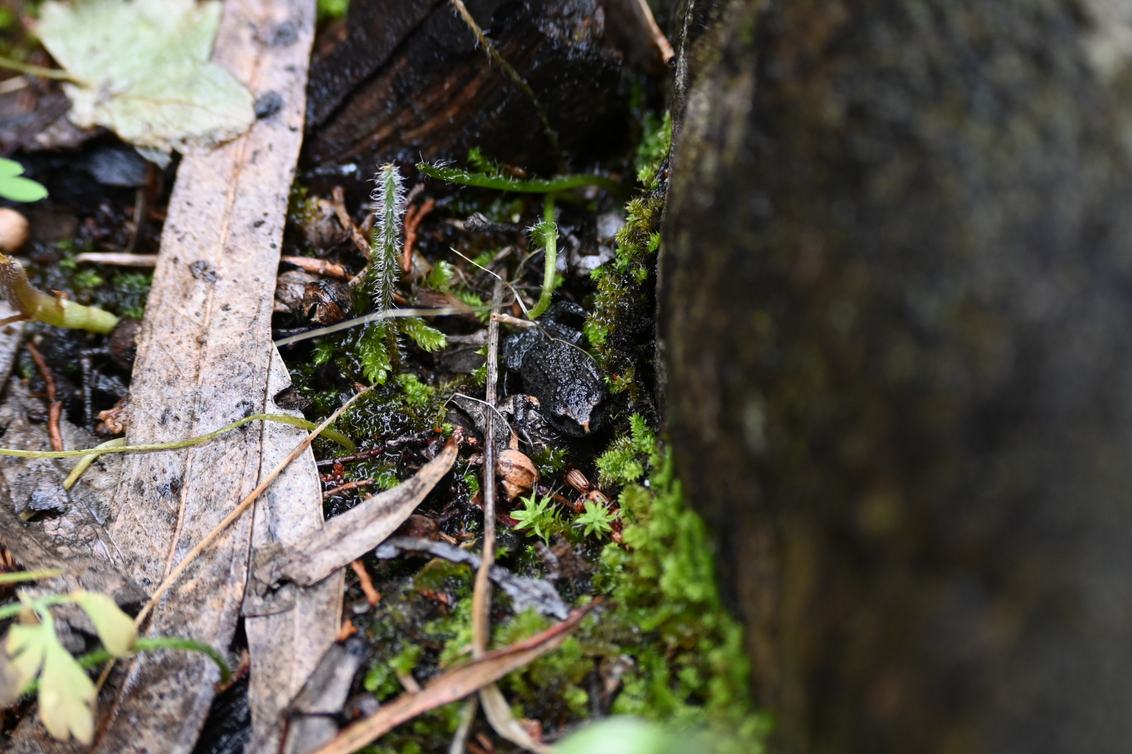 Bibron%27s%20Toadlet%20-%20Alligator%20Gorge.JPG