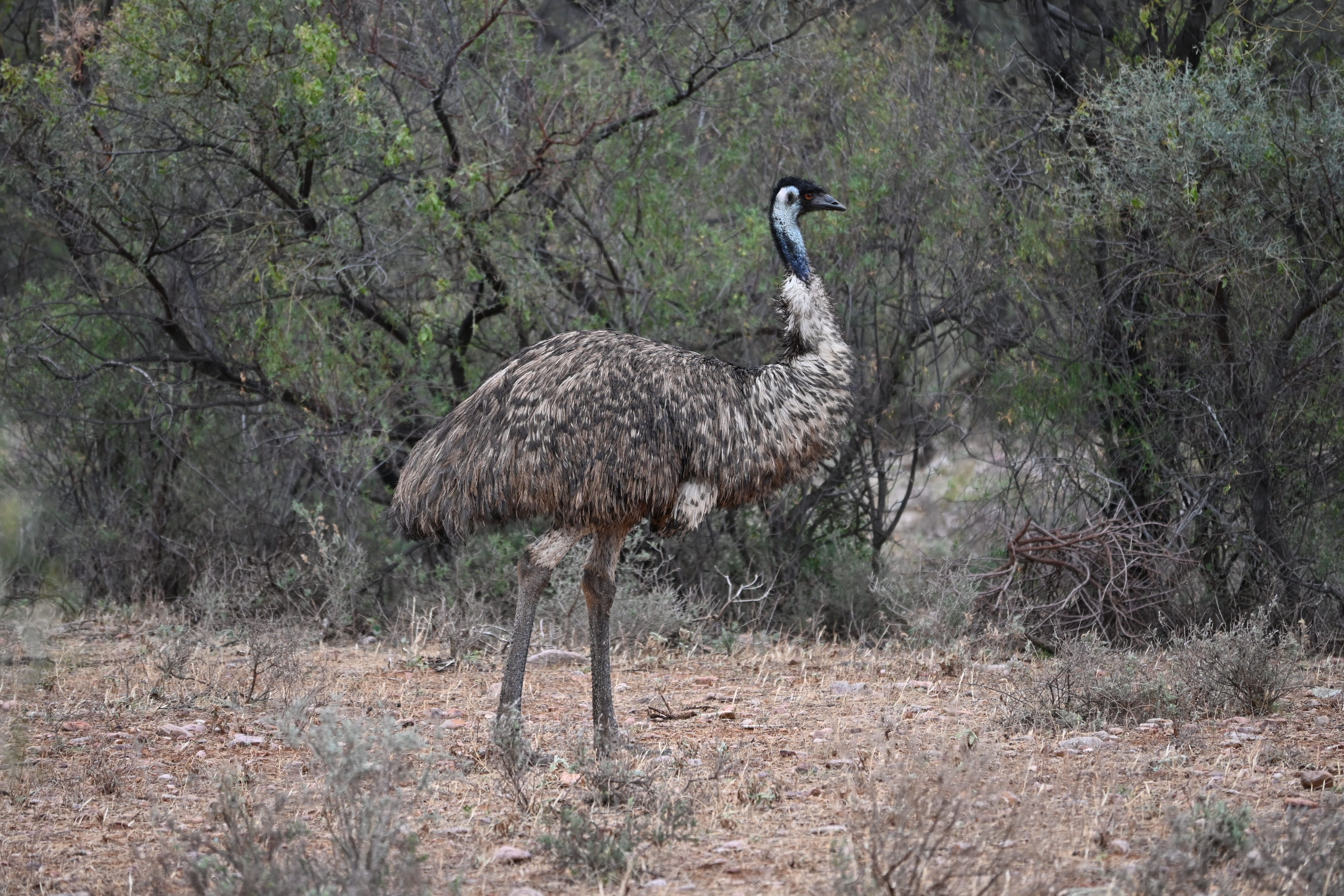 Emu%20-%20Near%20Baroota%20Campground.JPG