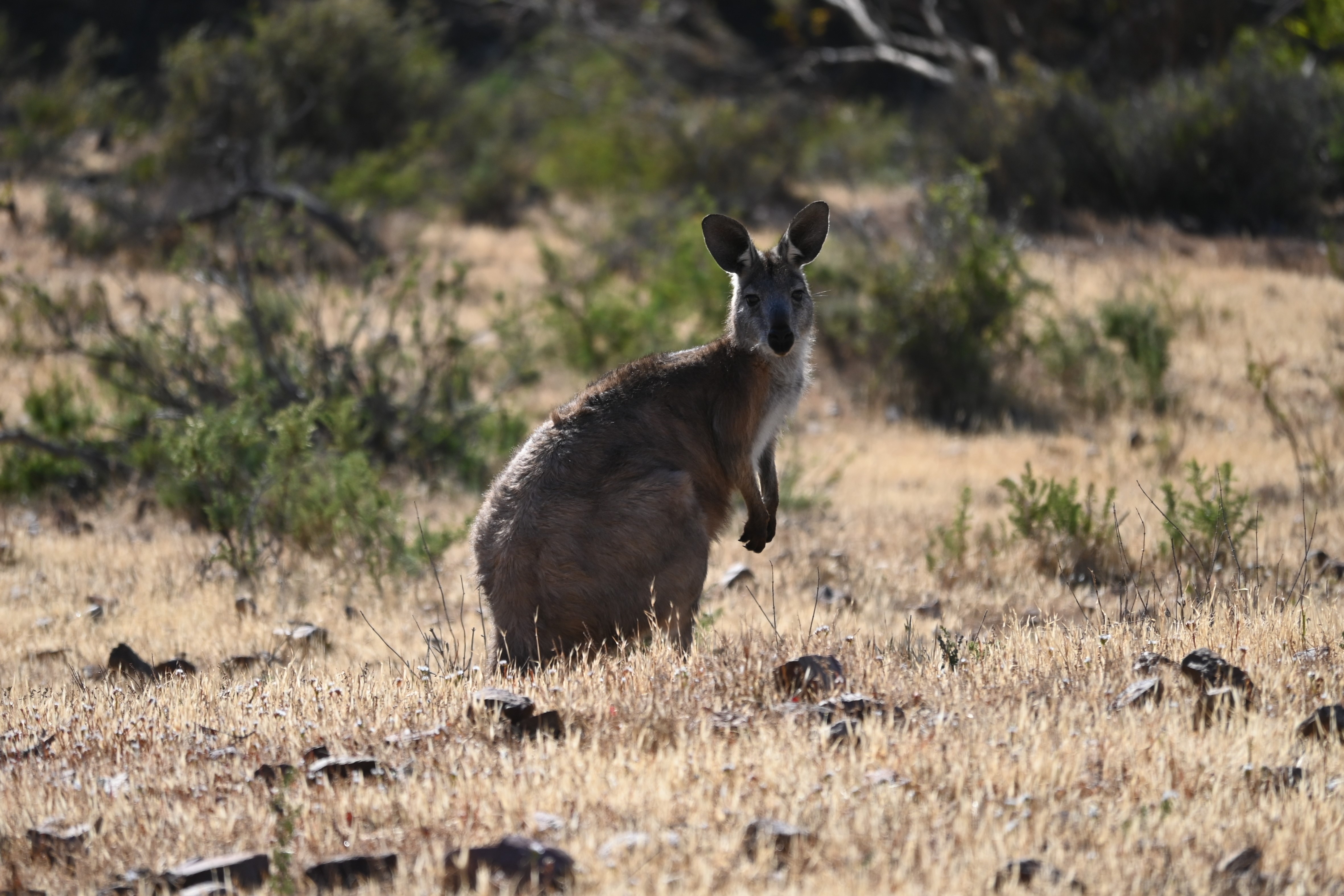 Euro%20(Common%20Wallaroo)%2002%20-%20Warren%20Gorge.JPG