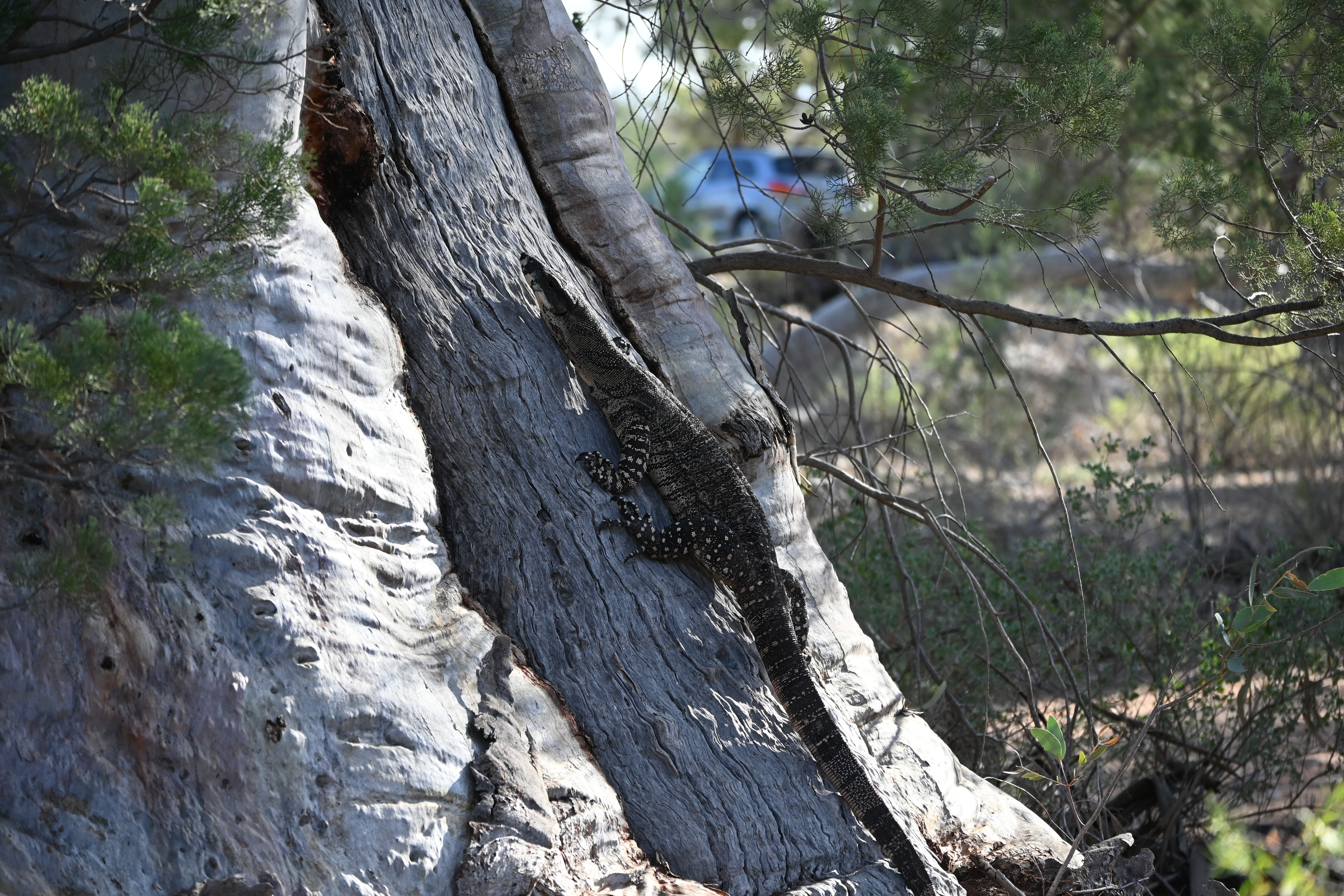 Lace%20Monitor%20(Rex)%2002%20-%20Baroota%20Campground.JPG