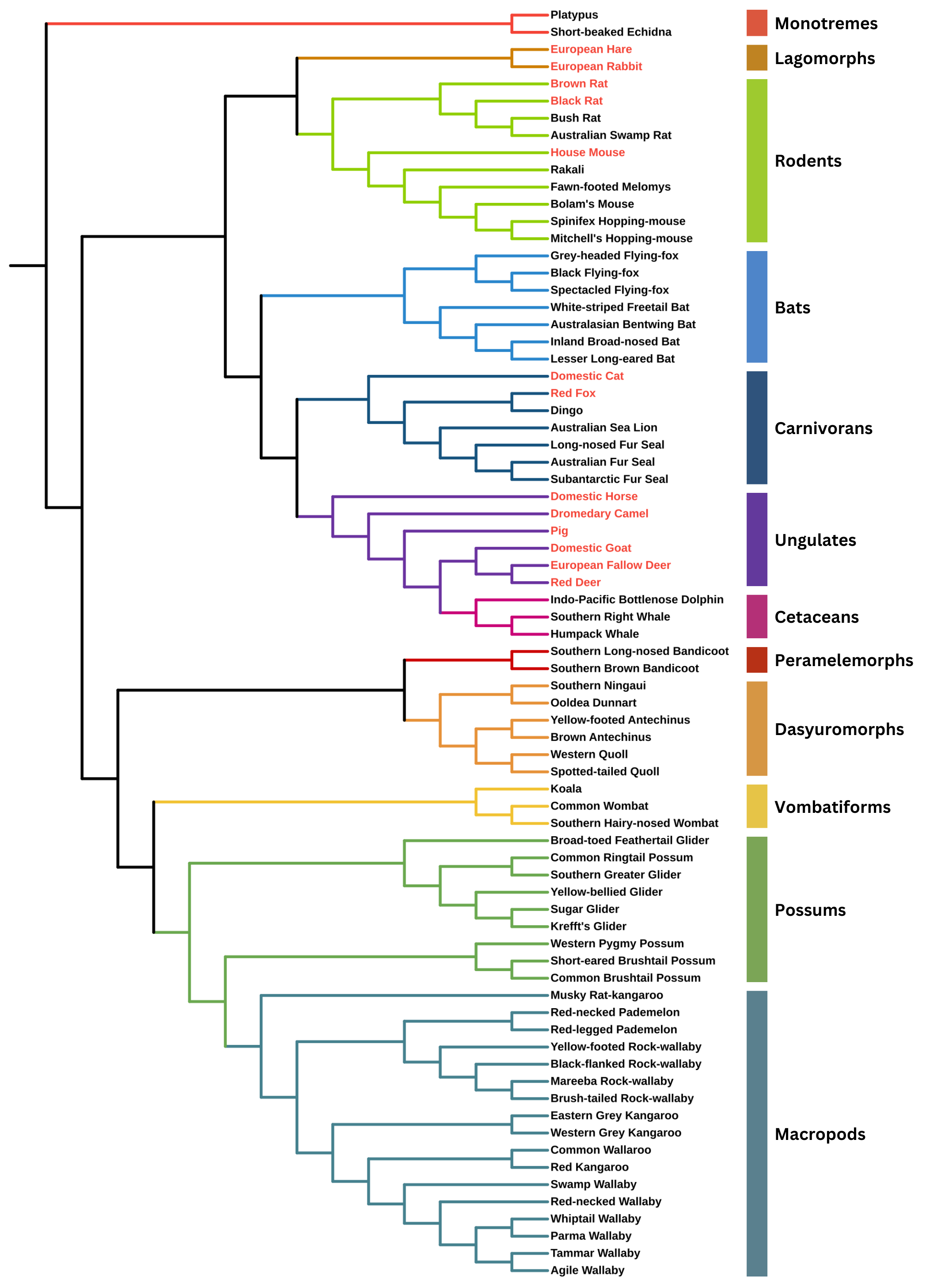 Life%20List%20Phylogenetic%20Tree%202024.png