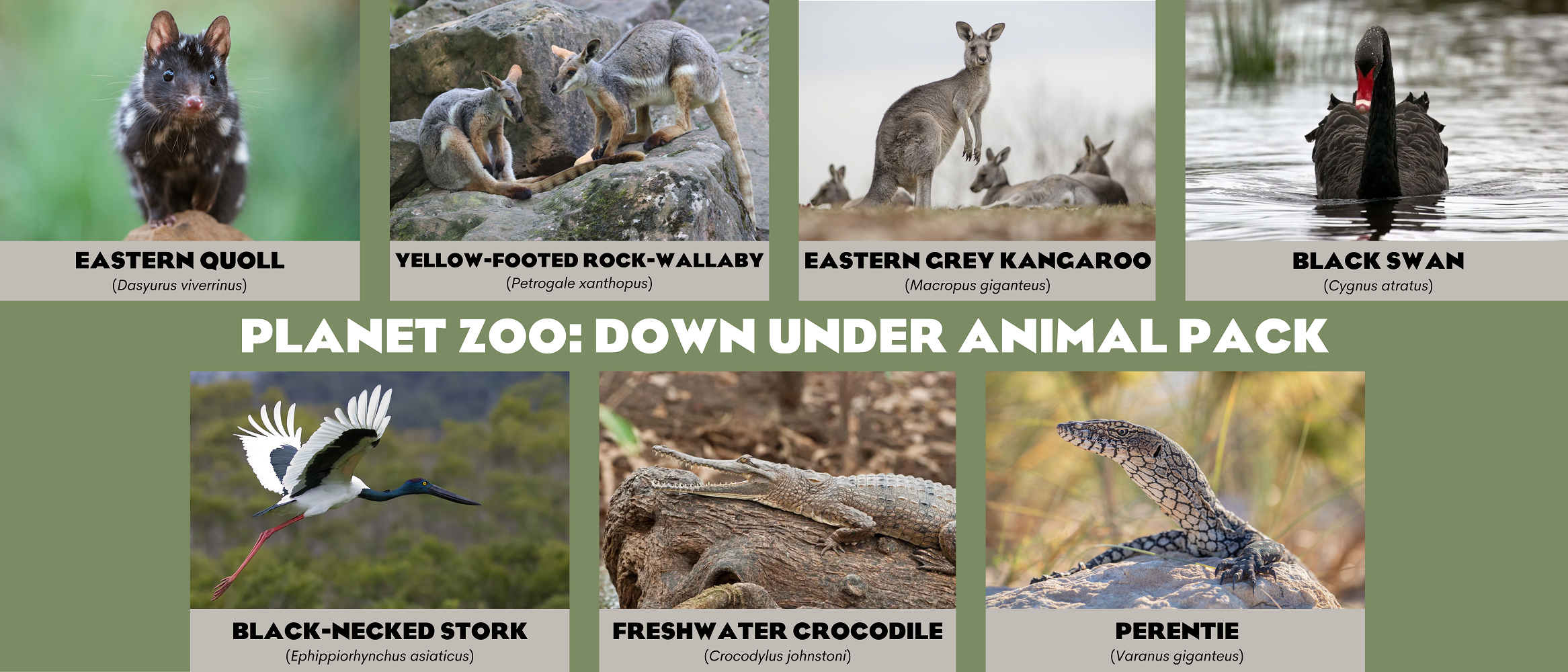 PLANET%20ZOO%20DOWN%20UNDER%20ANIMAL%20PACK.png