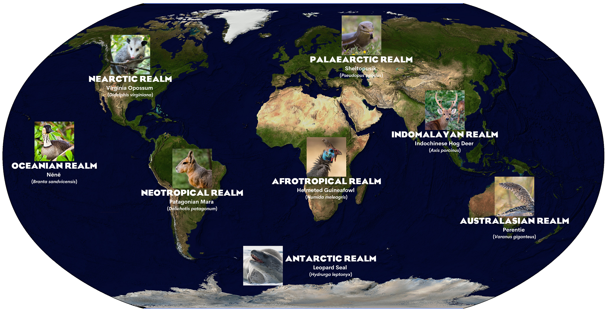 PZ%20Biogeography%20Animal%20Pack.png