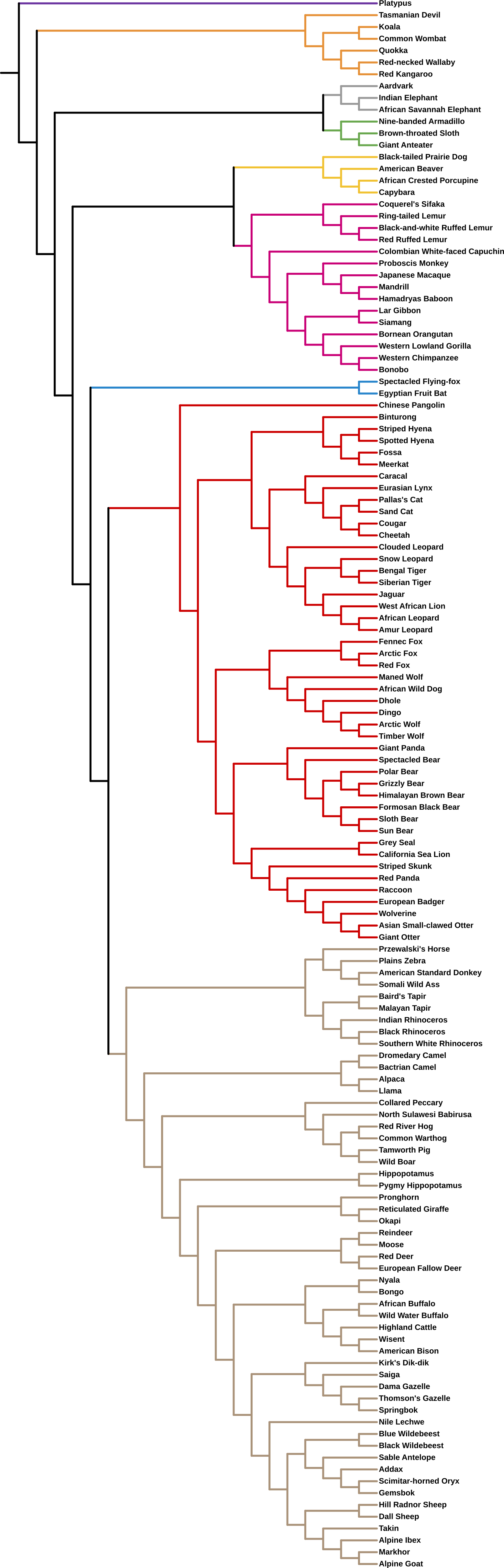 PZ%20Tree%20of%20Mammals%20-%20Final.png