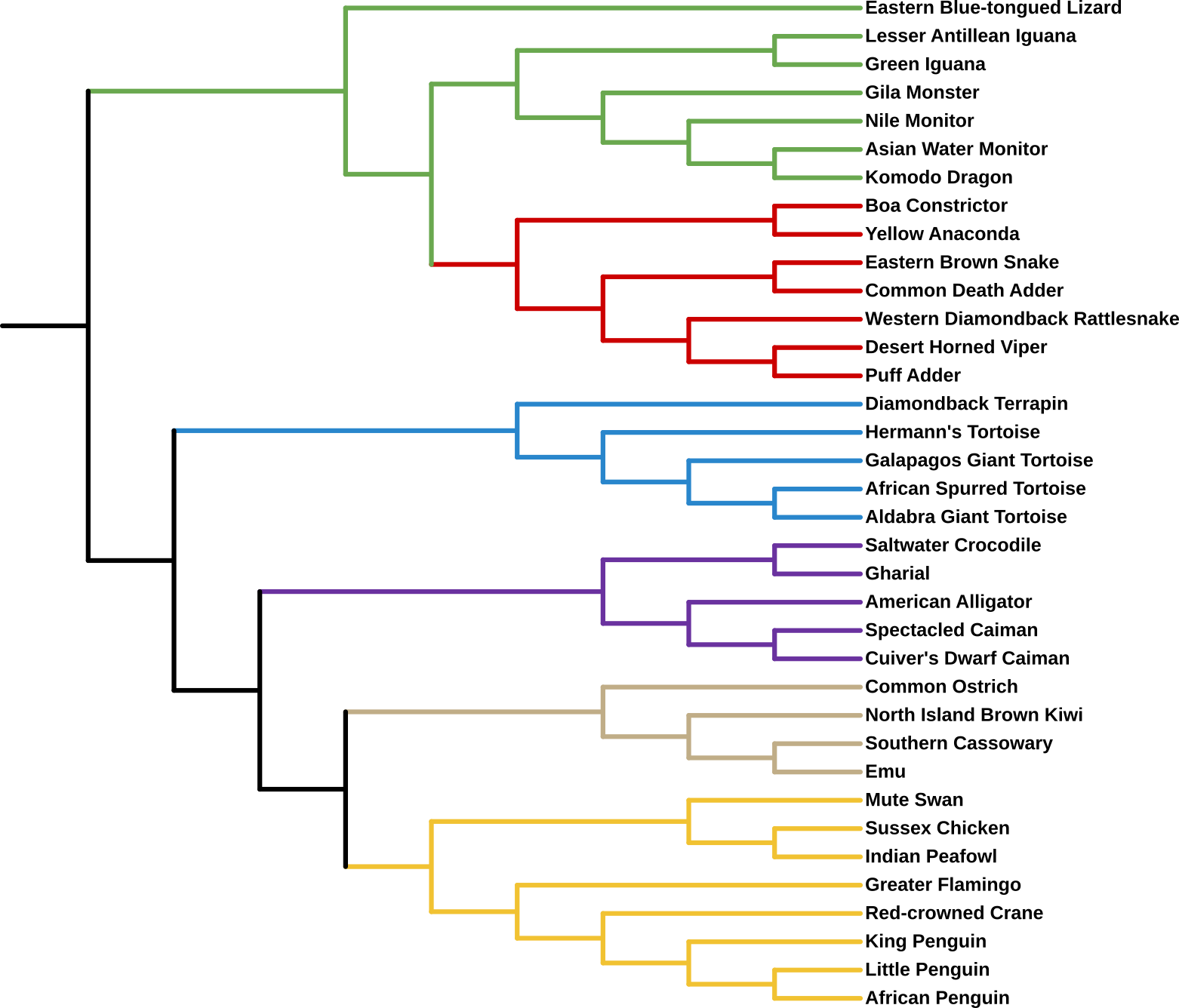 PZ%20Tree%20of%20Reptiles%20-%20Final.png