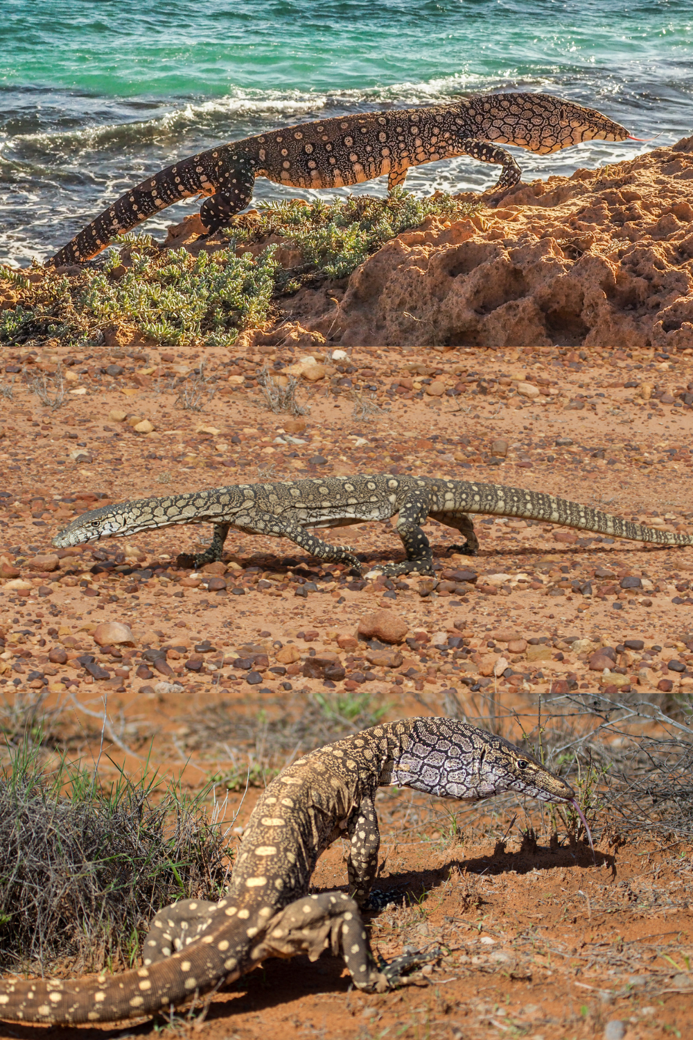 Perentie%20beloved.png