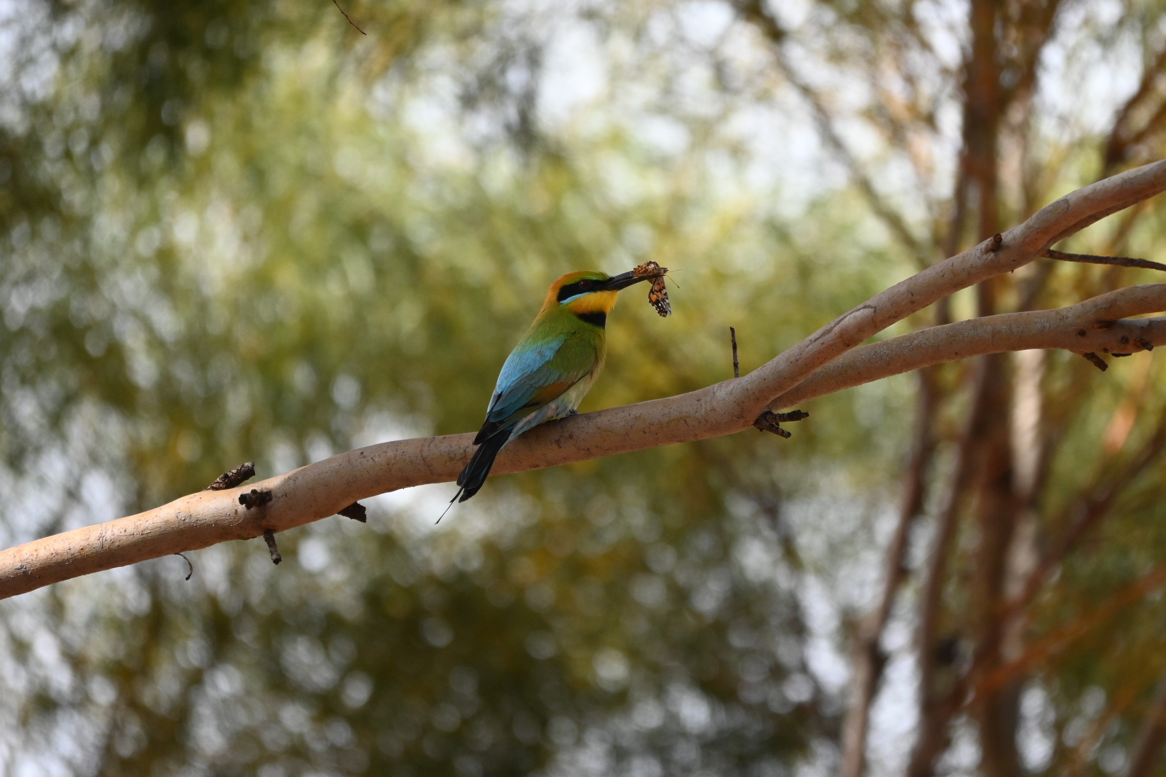 Rainbow%20Bee-eater%20-%20Australian%20Arid%20Lands%20Botanic%20Garden.JPG