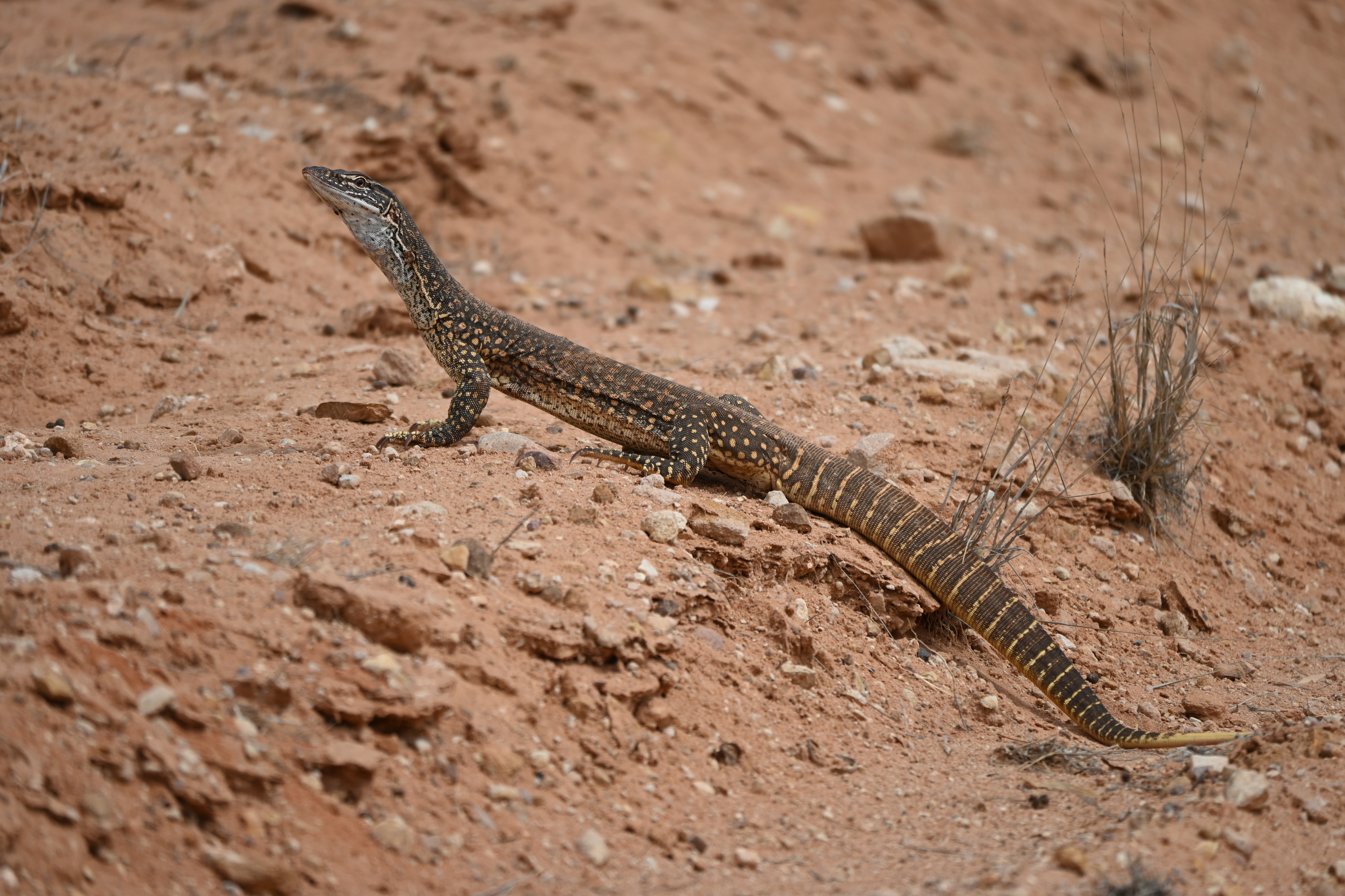 Sand%20Goanna%2004%20-%20Yorkeys%20Crossing.JPG