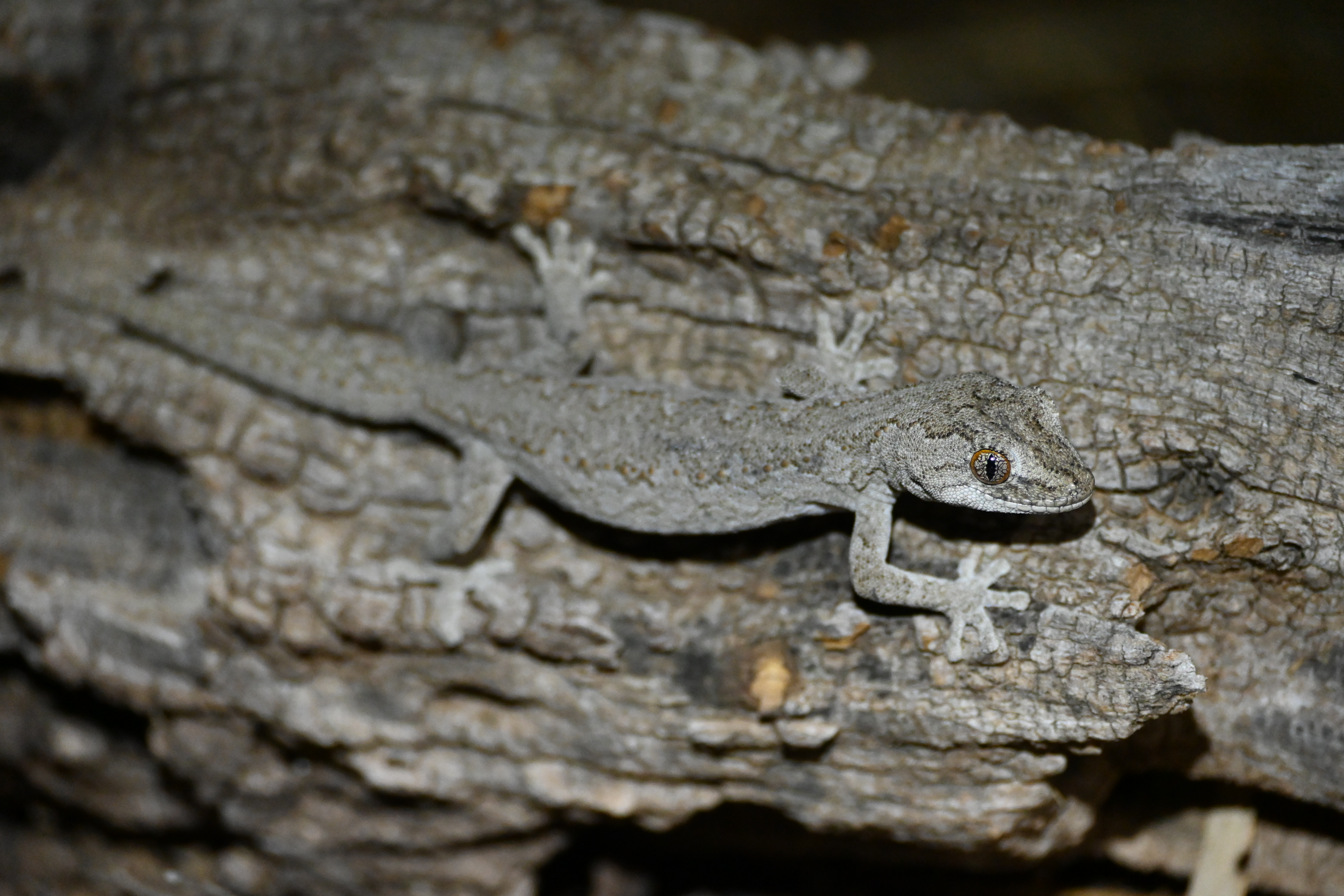 Southern%20Spiny-tailed%20Gecko%2002%20-%20Baroota%20Campground.JPG