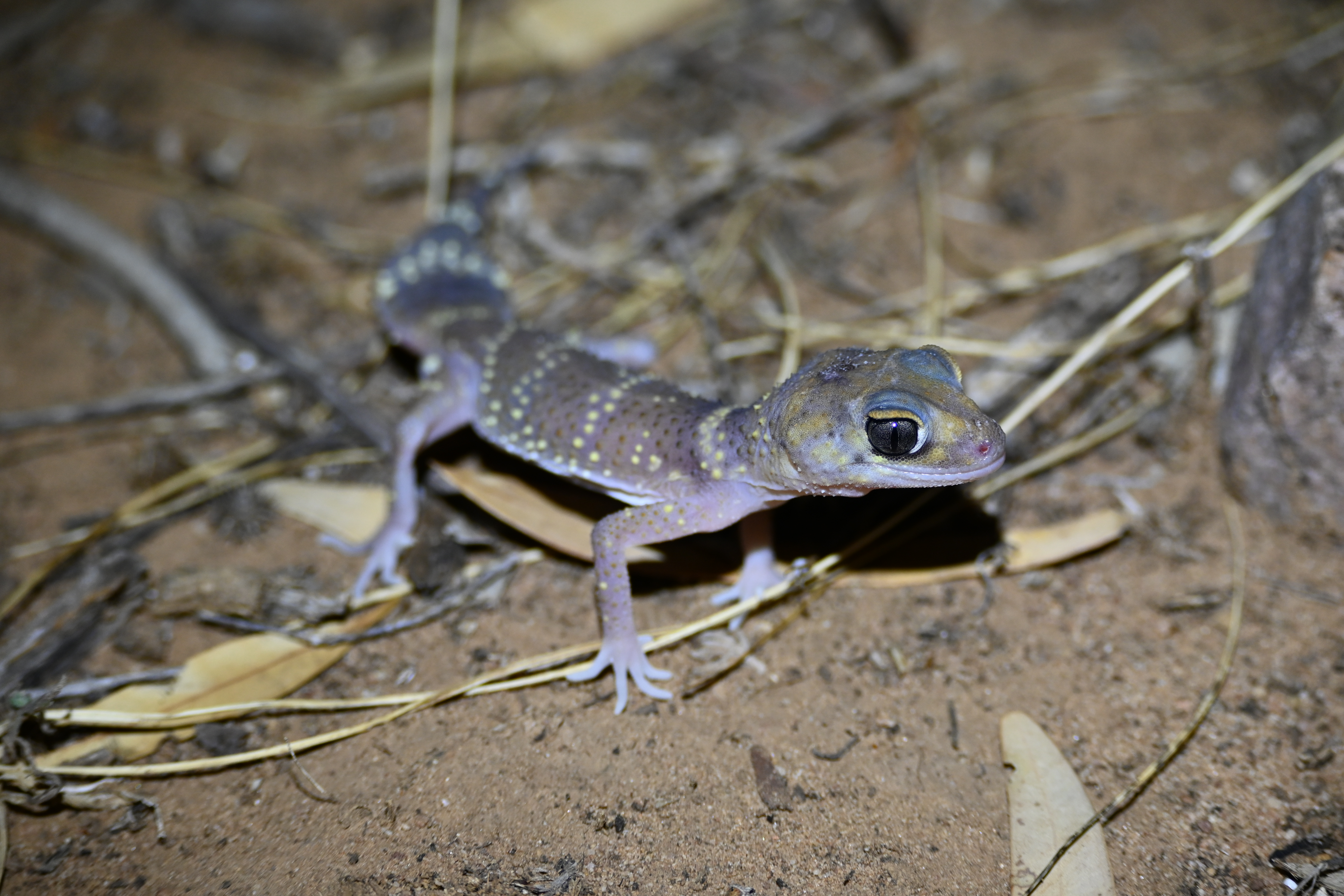 Thick-tailed%20Barking%20Gecko%2003%20-%20Baroota%20Campground.JPG