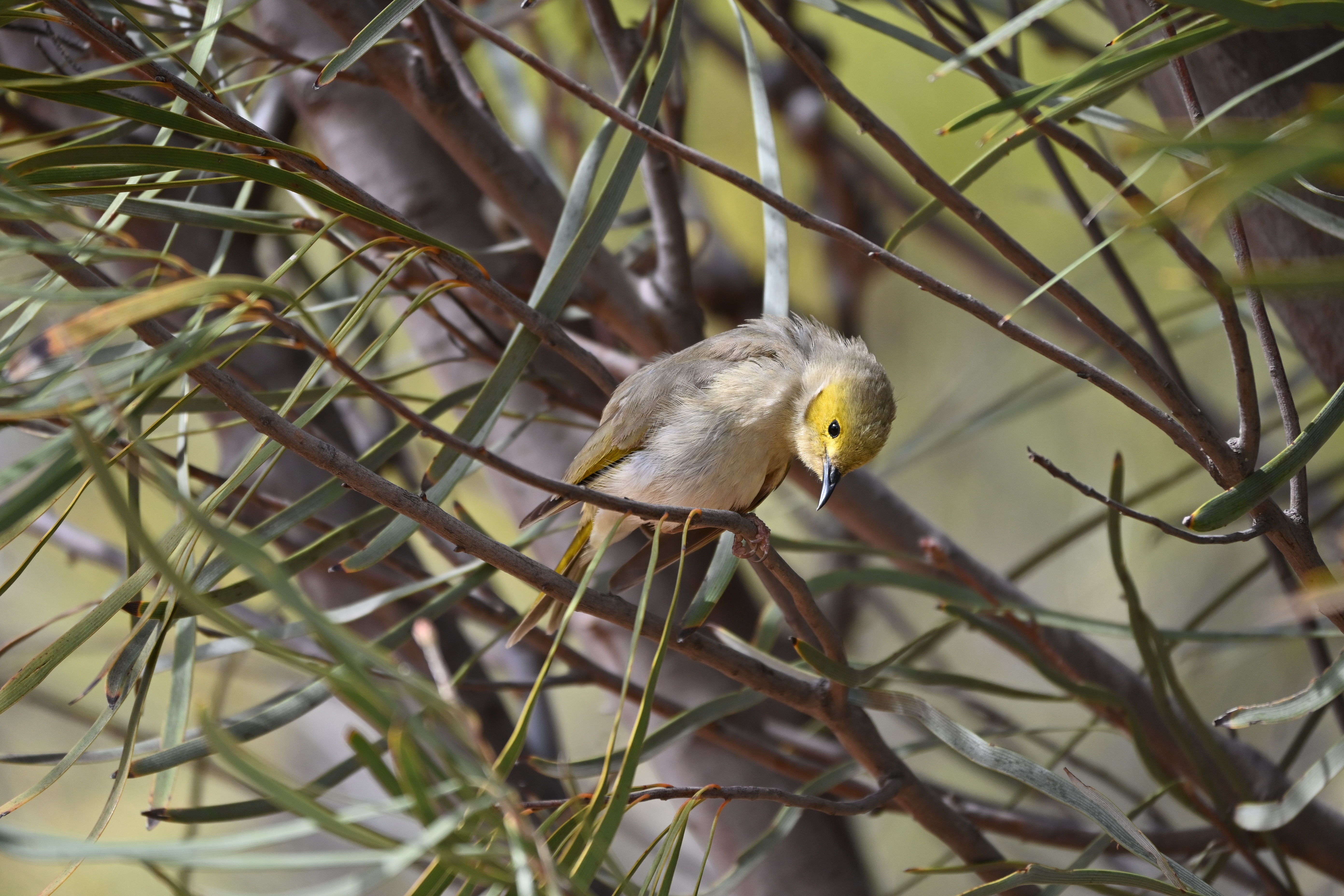 White-plumed%20Honeyeater%20-%20Australian%20Arid%20Lands%20Botanic%20Garden.JPG