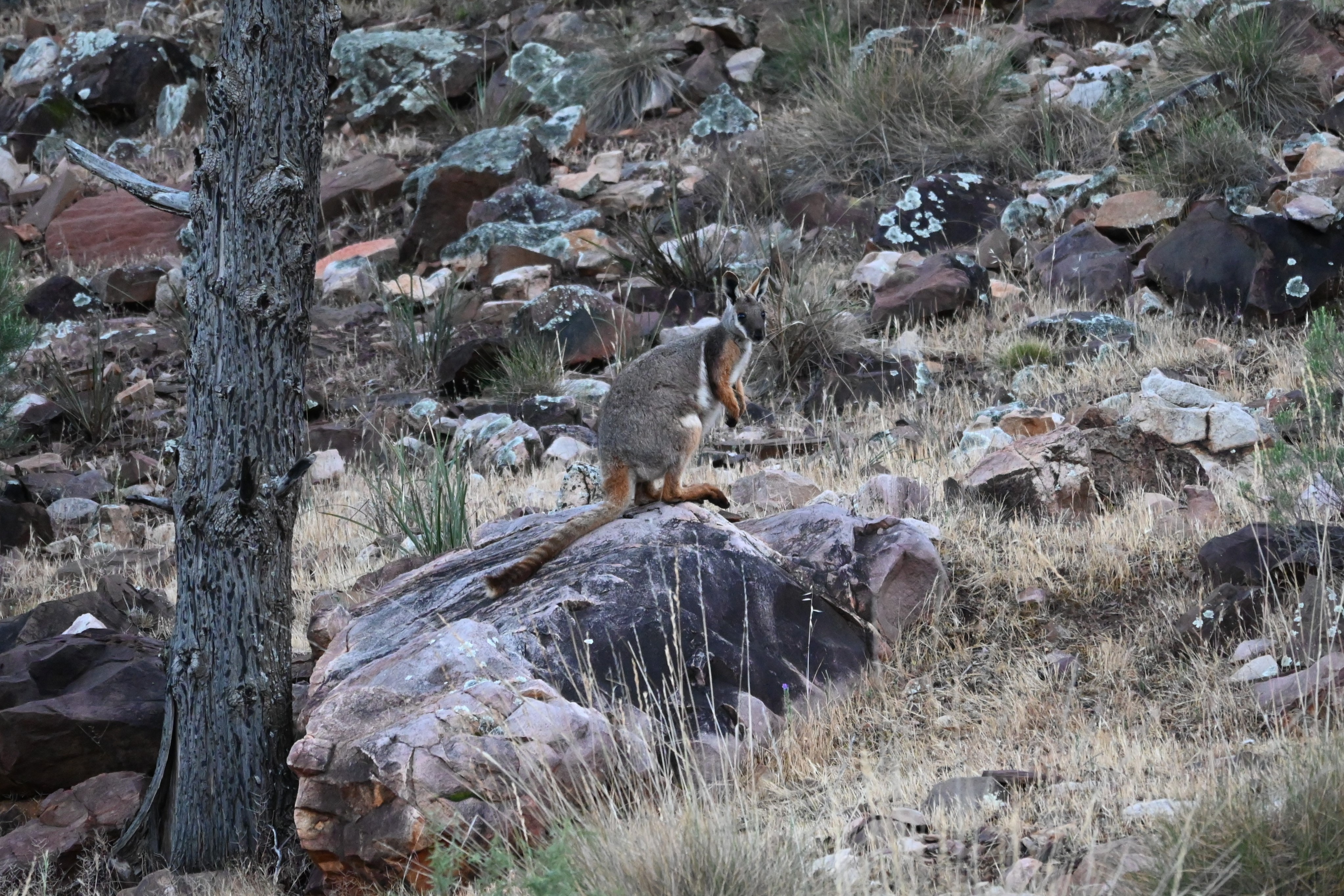 Yellow-footed%20Rock-wallaby%2001%20-%20Warren%20Gorge.JPG