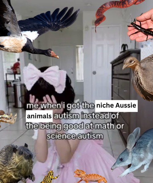 niche%20aussie%20animals%20autism.png