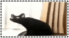 credit: Ssmudgey a cat in content aware scale, slowly getting longer and more distorted