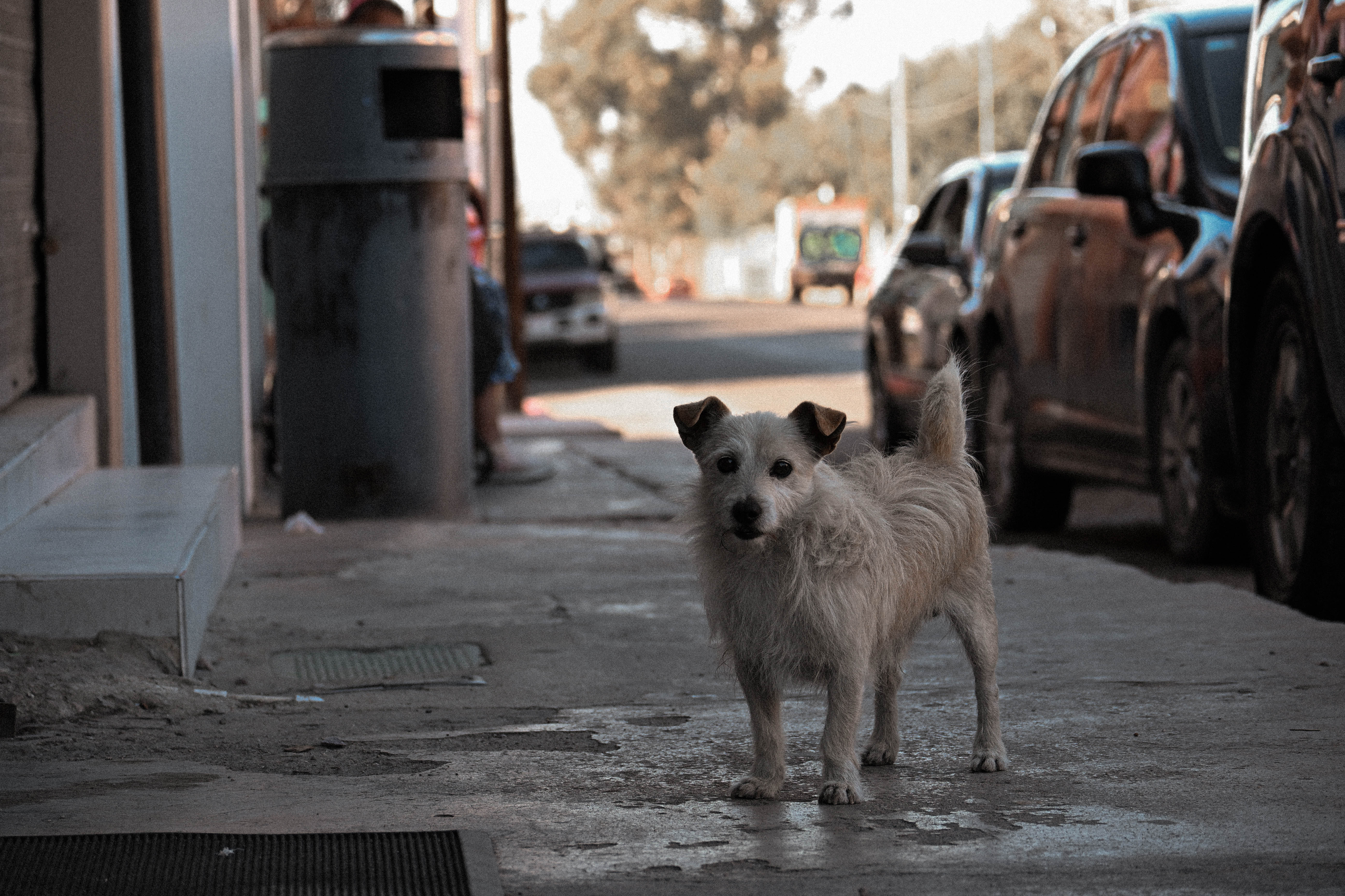 perro de la barberia