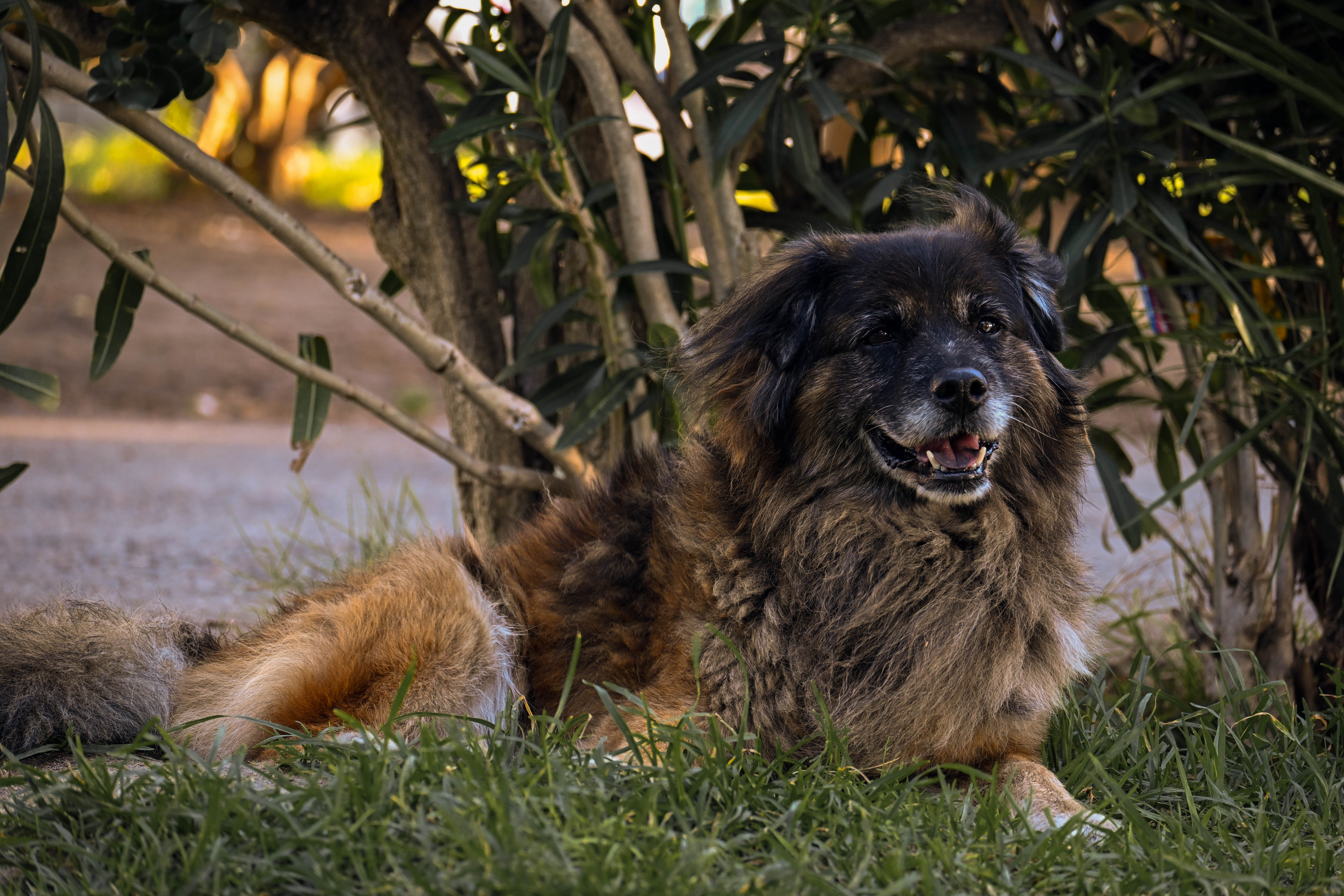 perro del parque 2