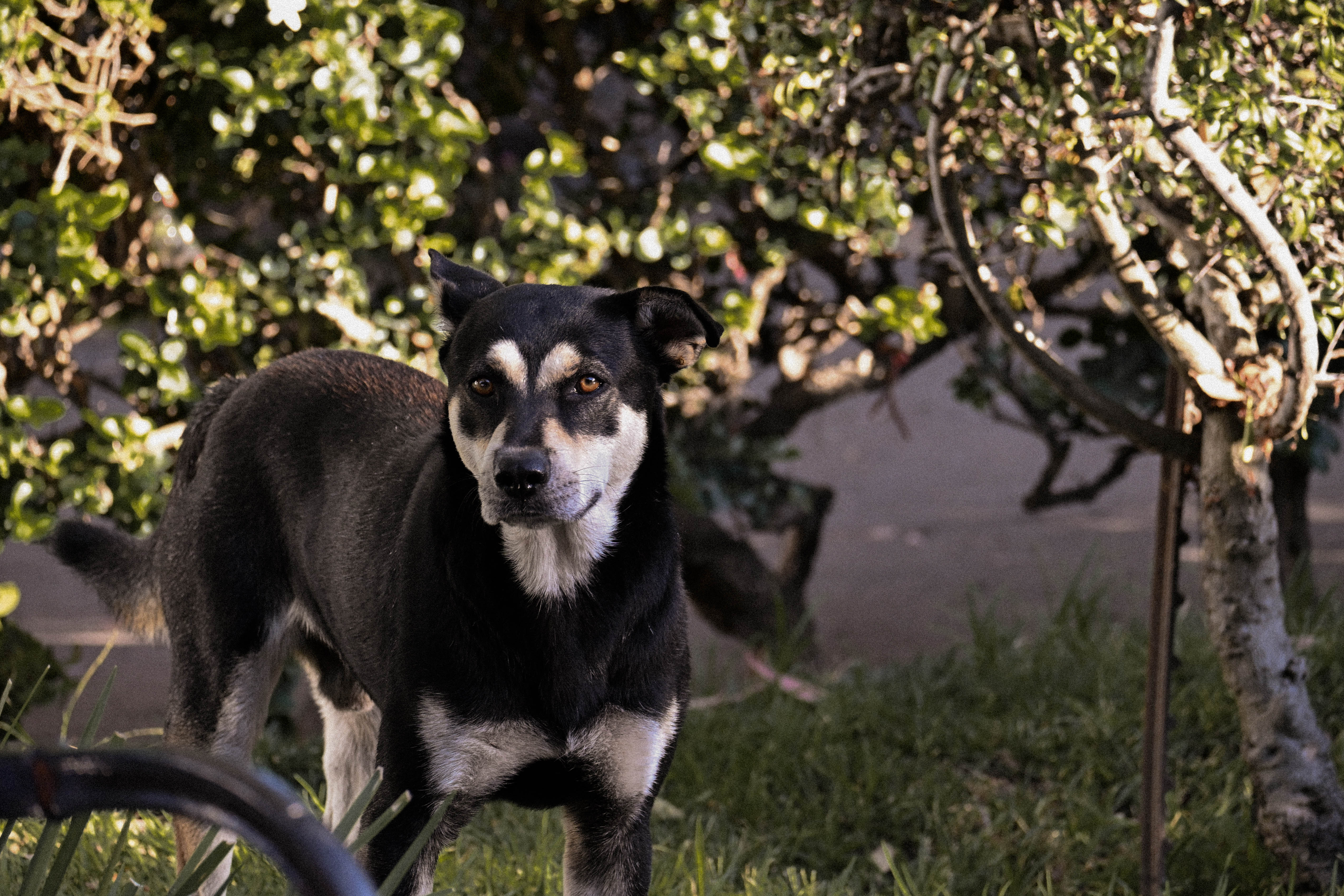 perro del parque