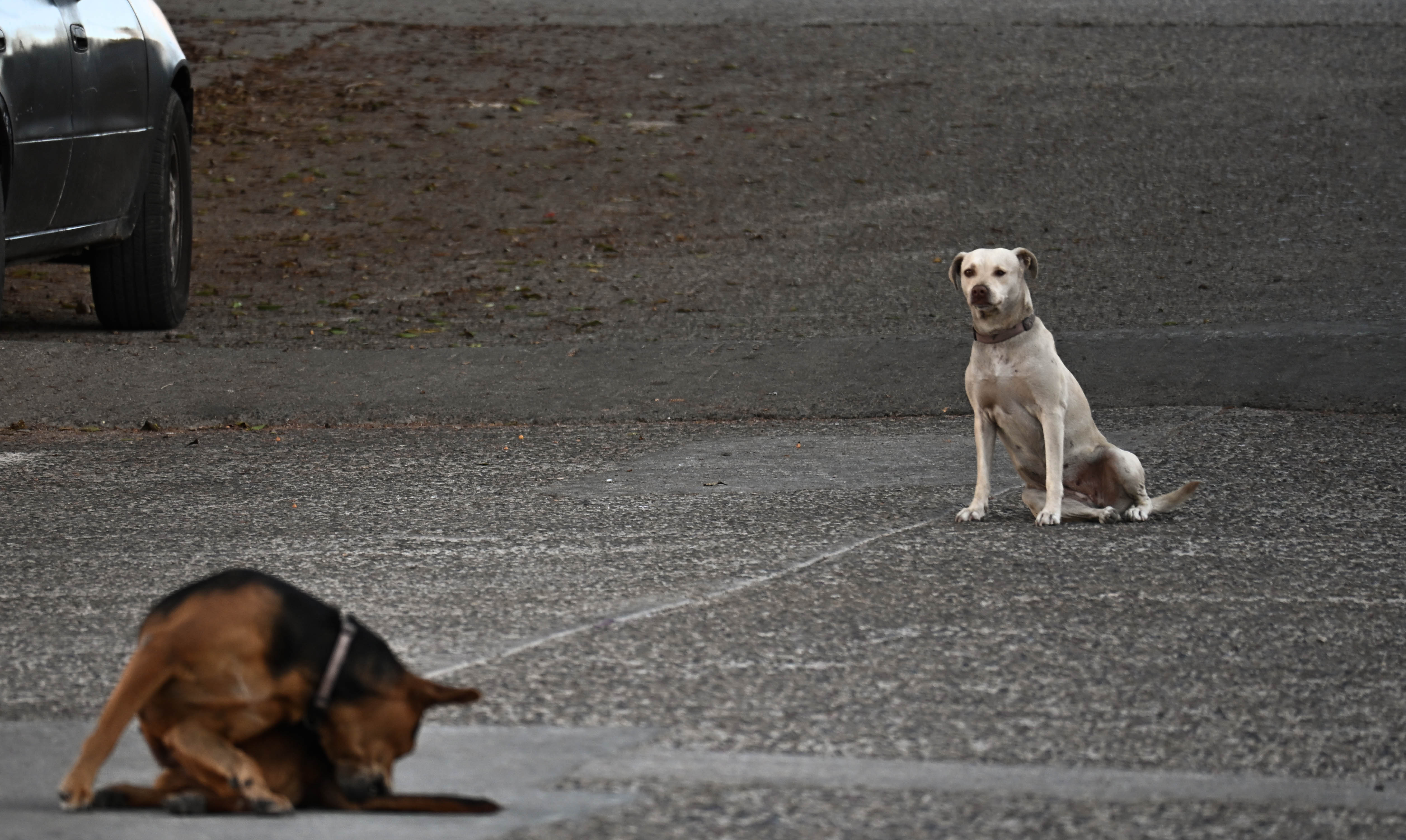 perros en la calle