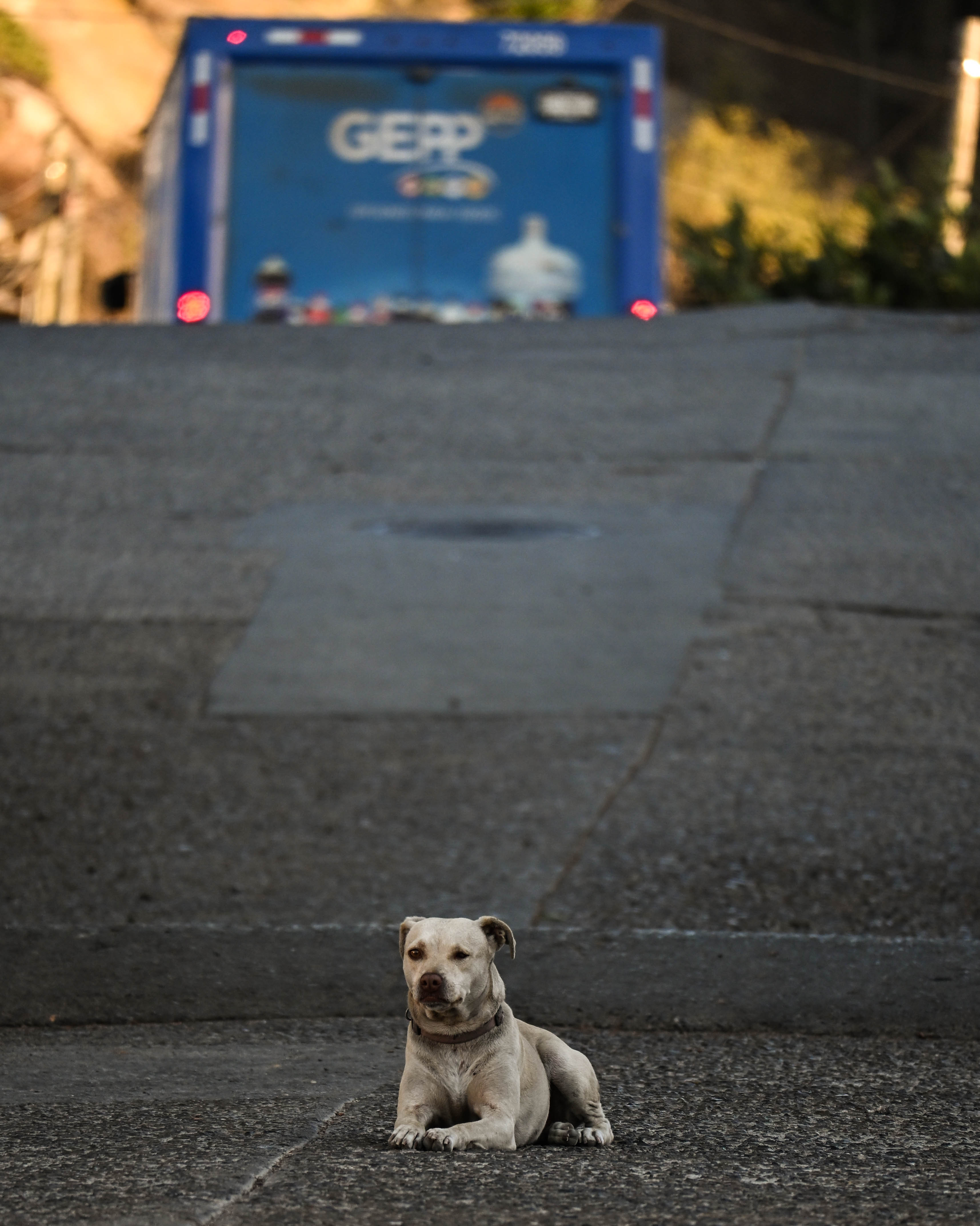 perro en la calle
