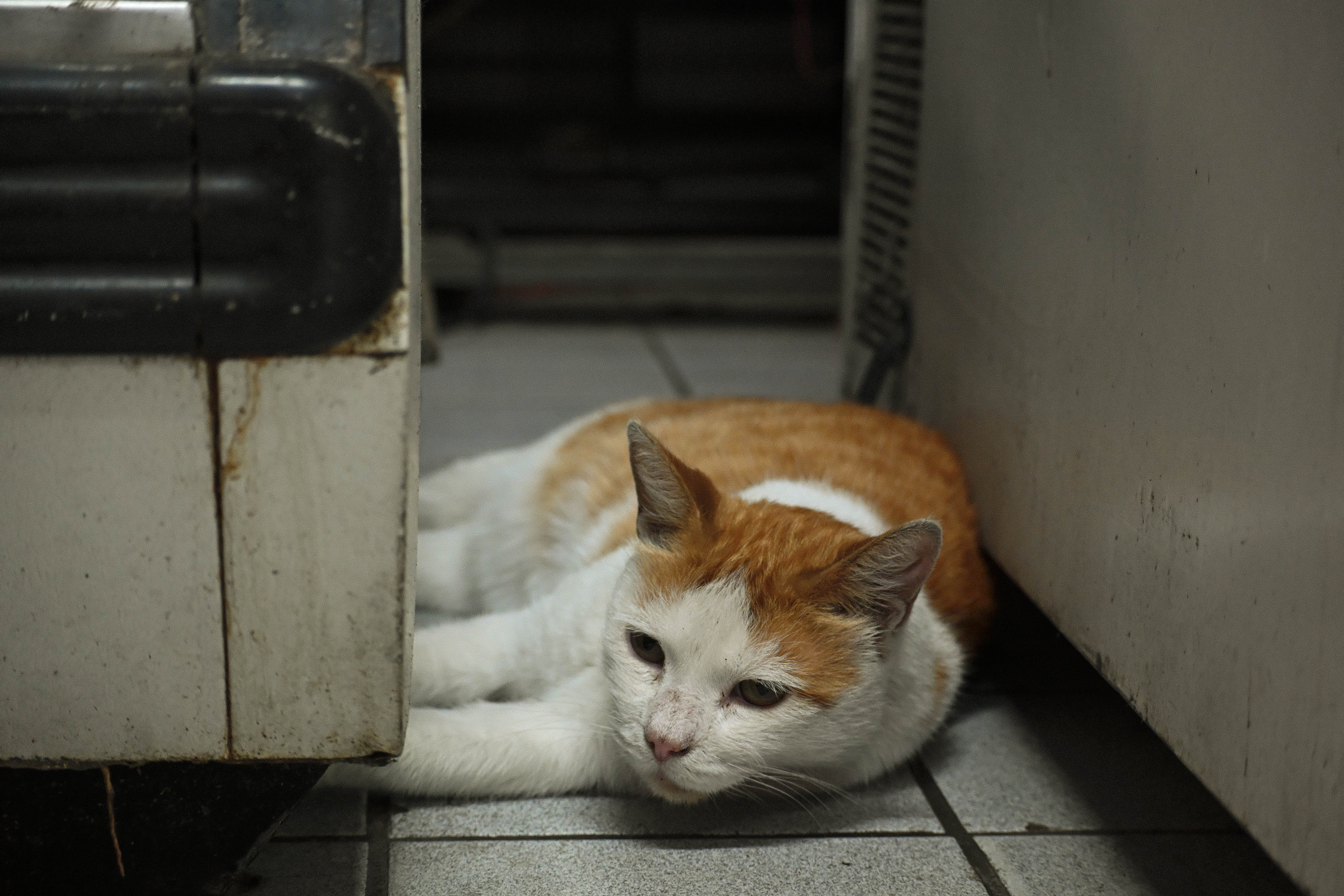 gato naranja de los abarrotes