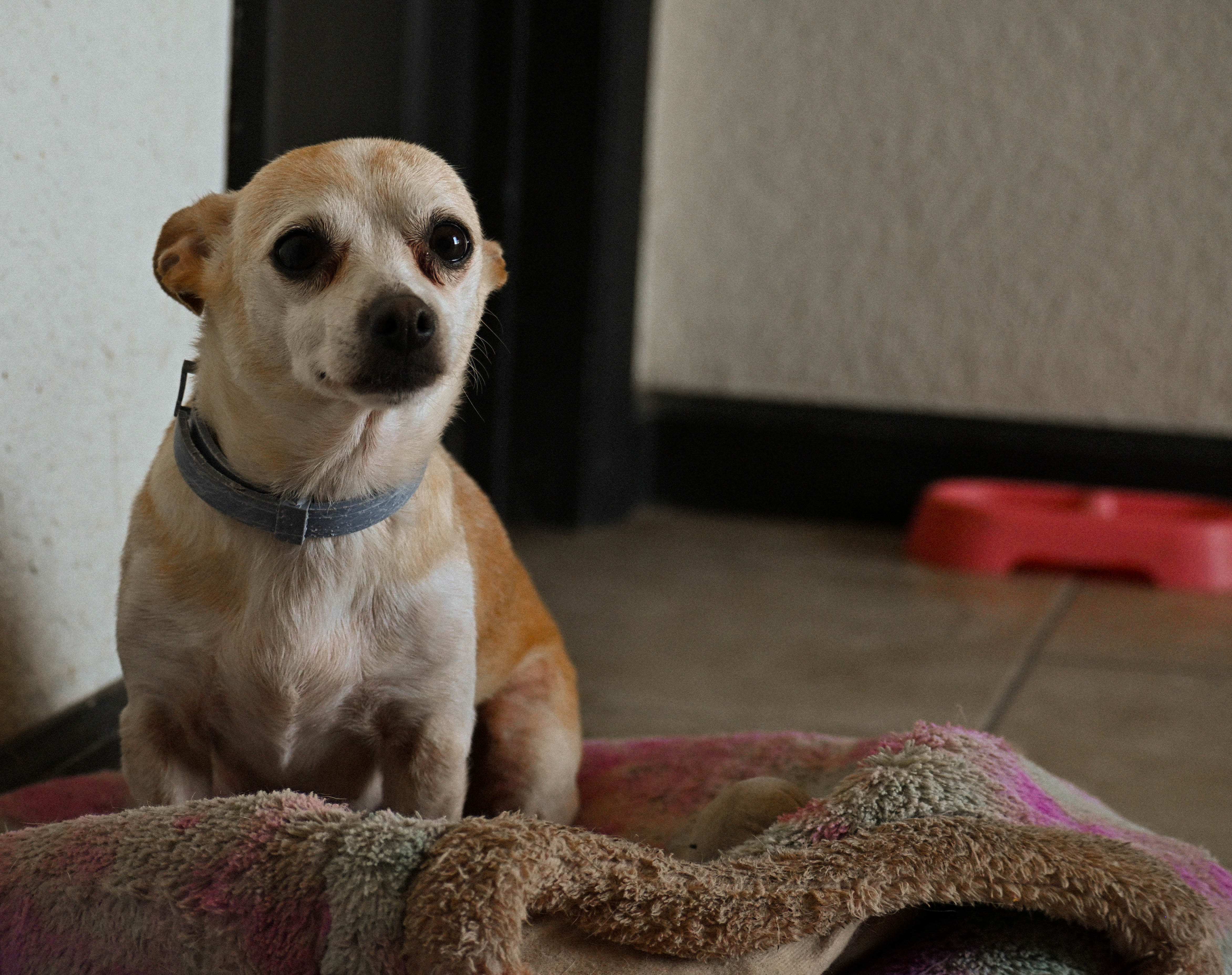 coco