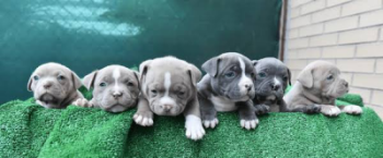 puppies