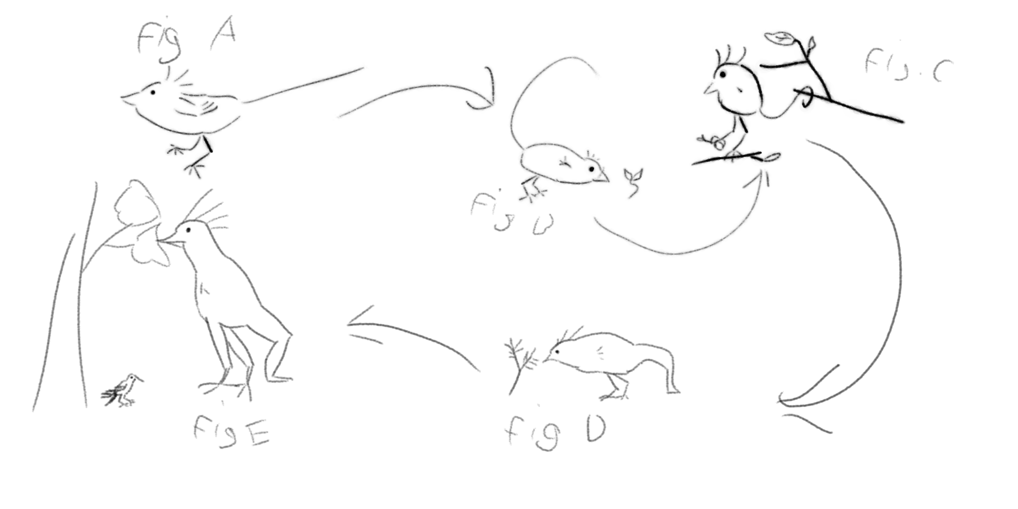 Speculative Evolution -> Breaking Boundaries #1: Birds