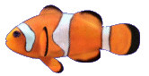 clownfish2.gif