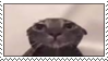 silly_cat_1.png