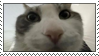 silly_cat_2.png