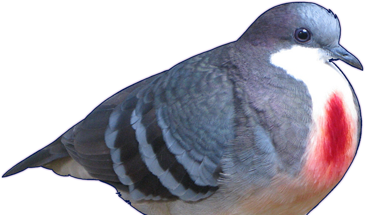 A picture of a Luzon bleeding-heart dove with a thin, dark blue outline of its silhouette.