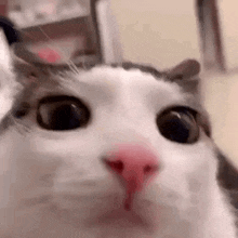 Pling.gif