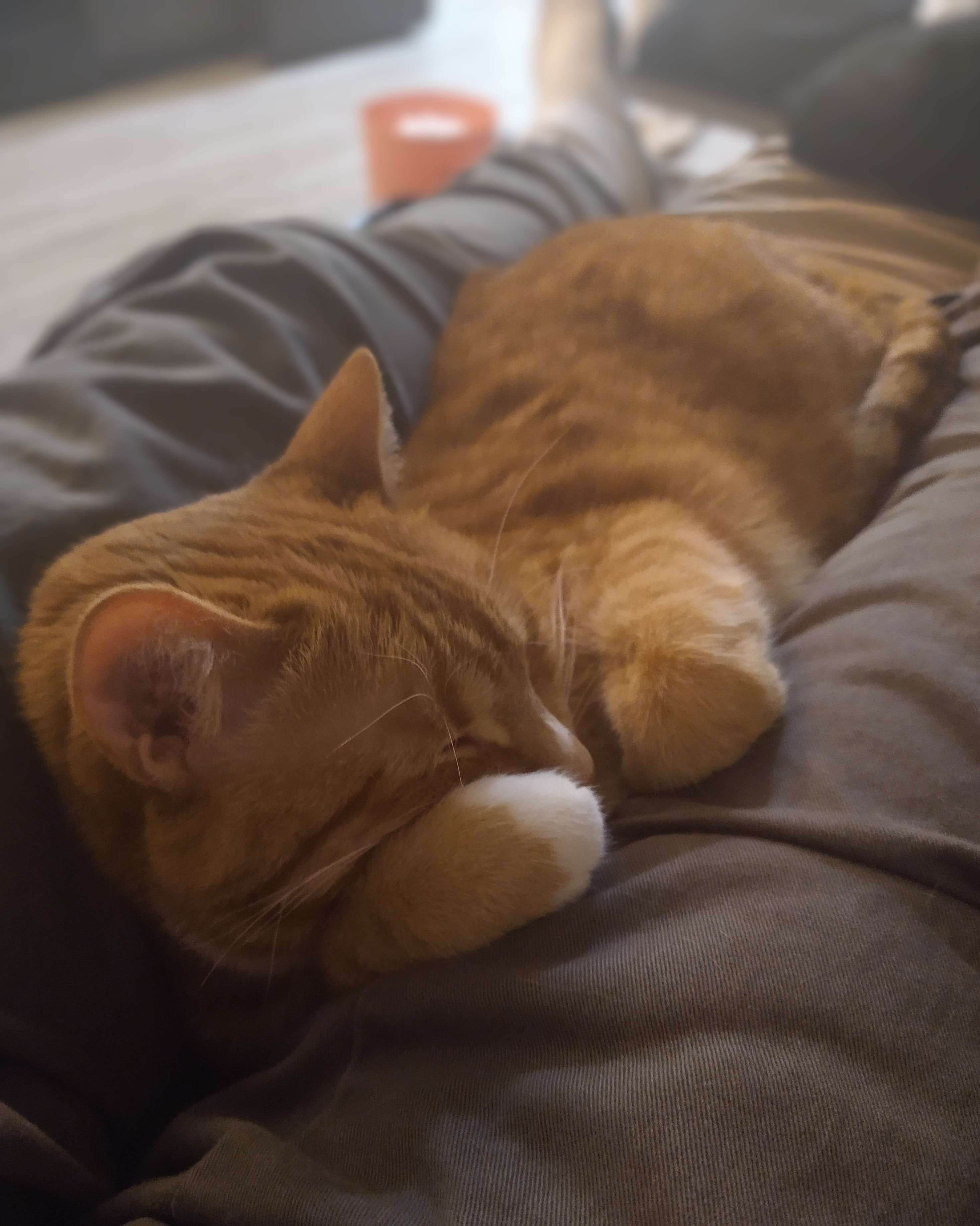 orange shorthair tabby cat asleep