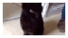 Cat GIF