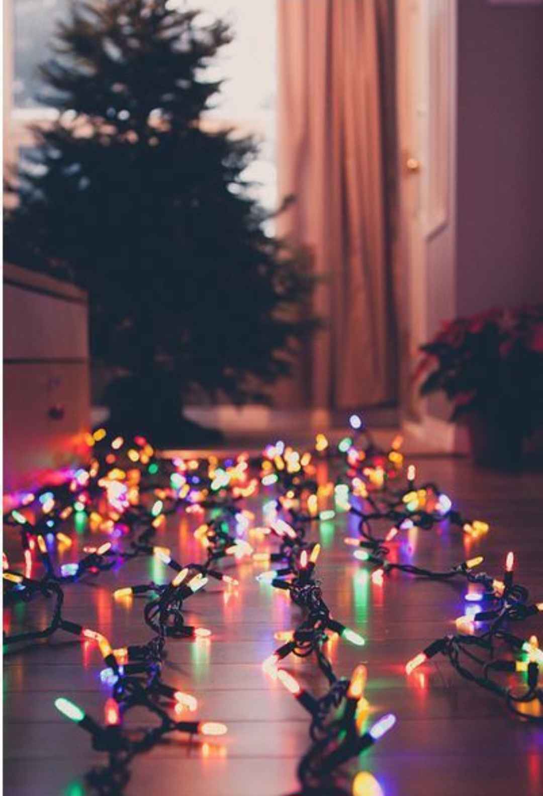 A long string of multi-coloured lights have been arranged in five lines on a polished wooden floor running vertically within the image. In the background of the room, a broad evergreen tree stands undecorated and in front of a large window. The window is dressed with warm pink curtains, and it appears to be snowing outside. A potted poinsettia stands next to the wall on the right hand side of the image. A low cabinet is visible to the left hand side of the image.