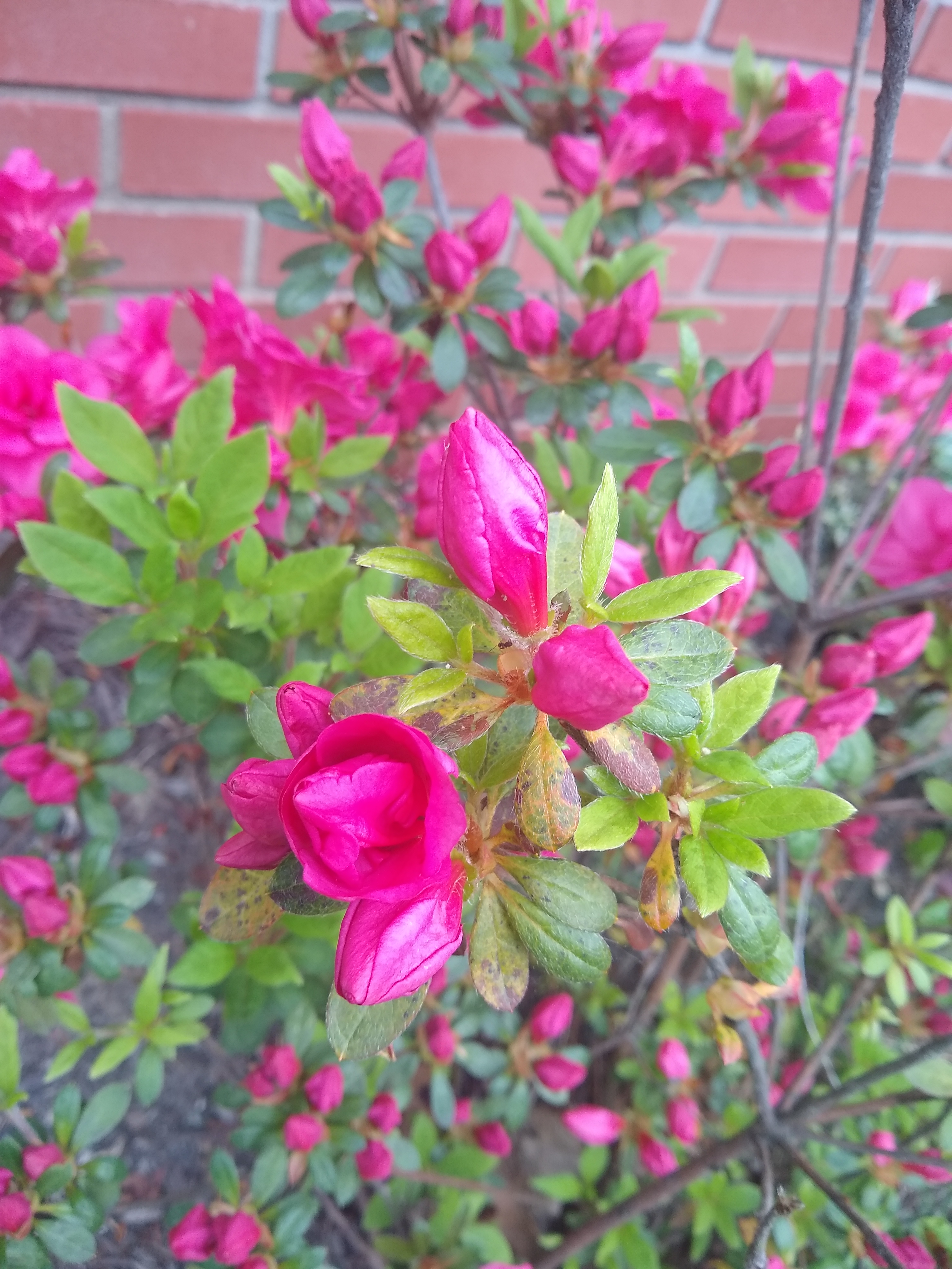 more magenta flowers