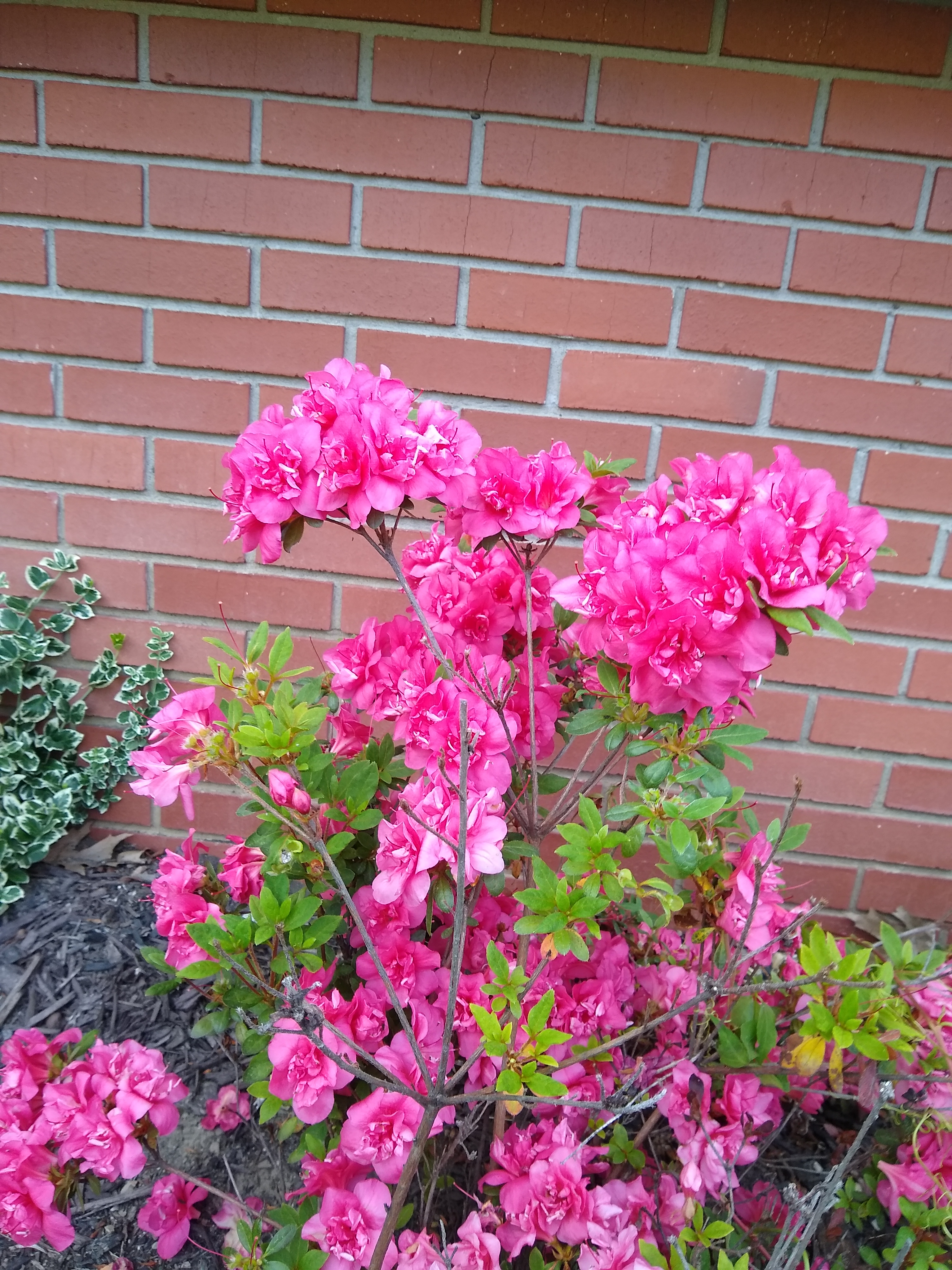 magenta flowers