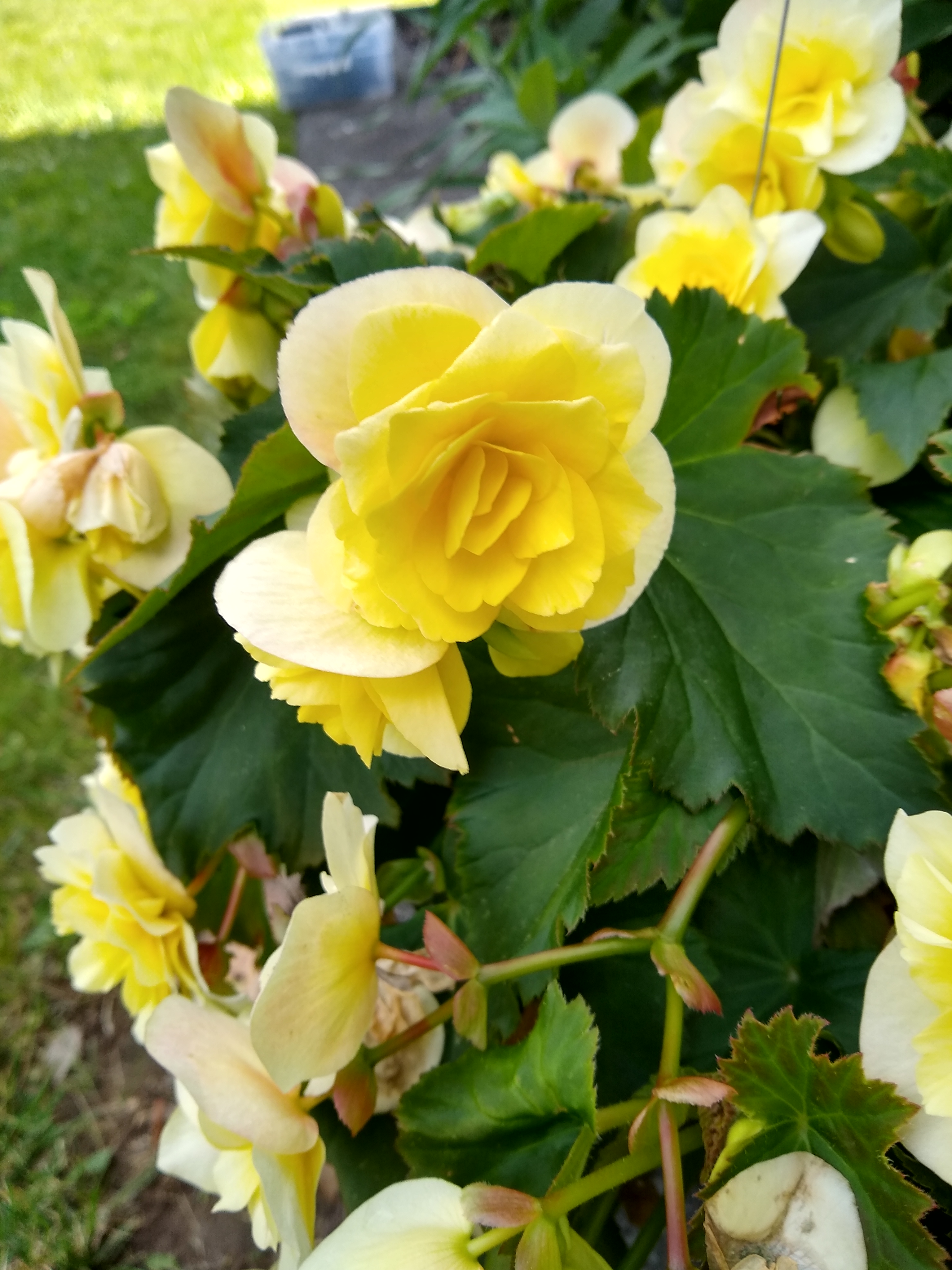 yellow flowers