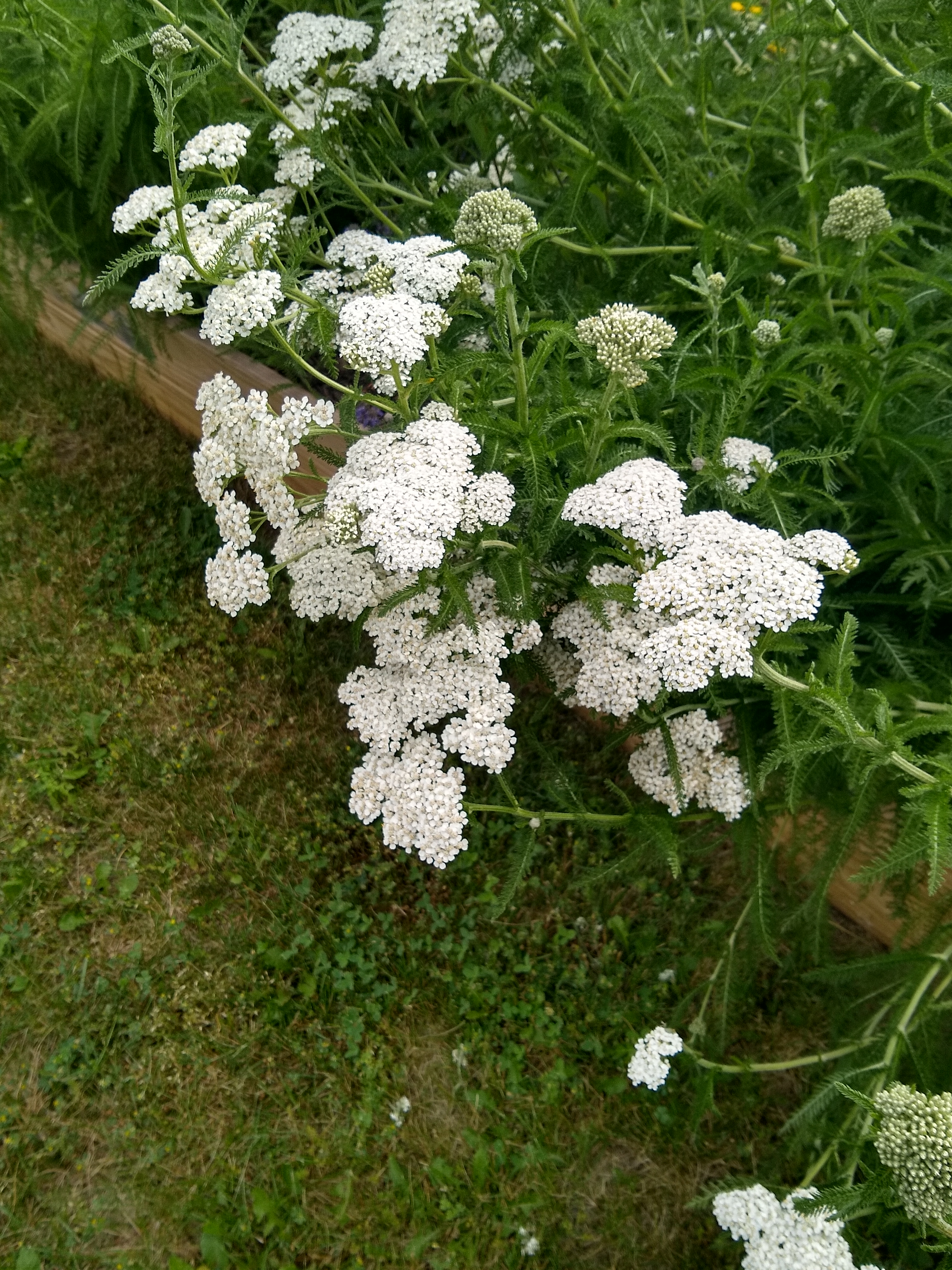 white yarrow flowers