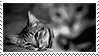 black%20and%20white%20cats.gif