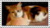 calico%20bite.gif