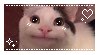 cat%20cuteness.jpg