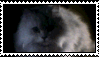 cat%20green%20eyes.gif