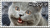 happy%20cat.gif